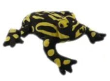 Corroboree Frog 18cm