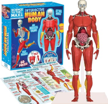 Interactive Human Body