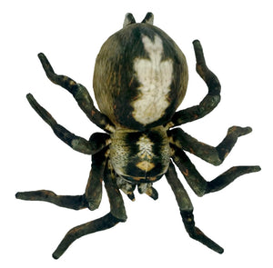 Sebastian Spider