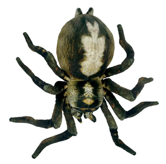 Sebastian Spider